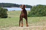 DOBERMANN 1101